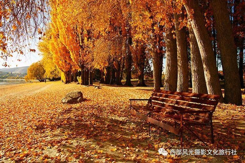 沙皮狗逃离